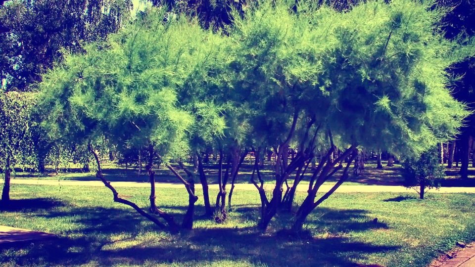 Egy zöld, dús lombú fa, amely szépen elhelyezkedik a parkban.