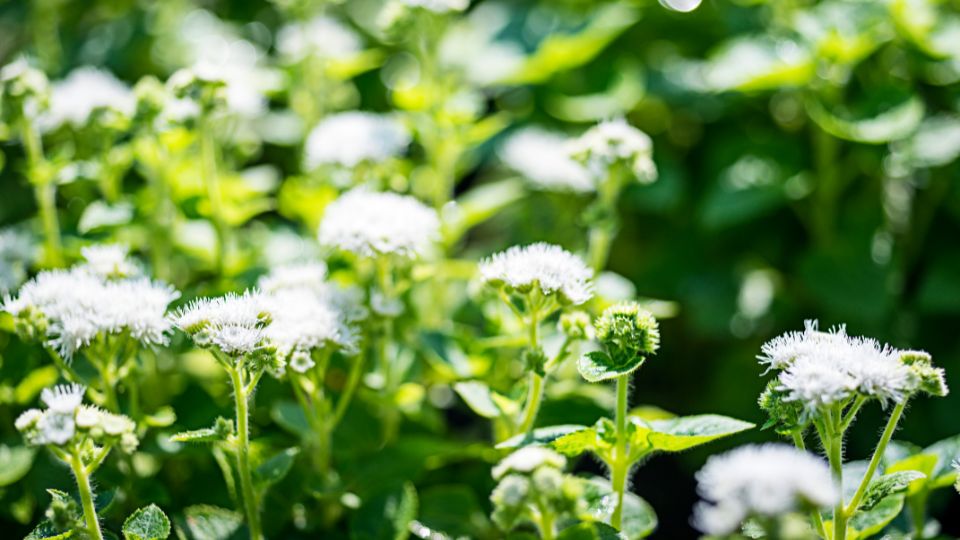 Feher Bojtocska Ageratum houstonianum