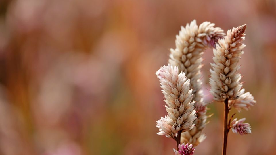 Feher kakastarej Celosia argentea