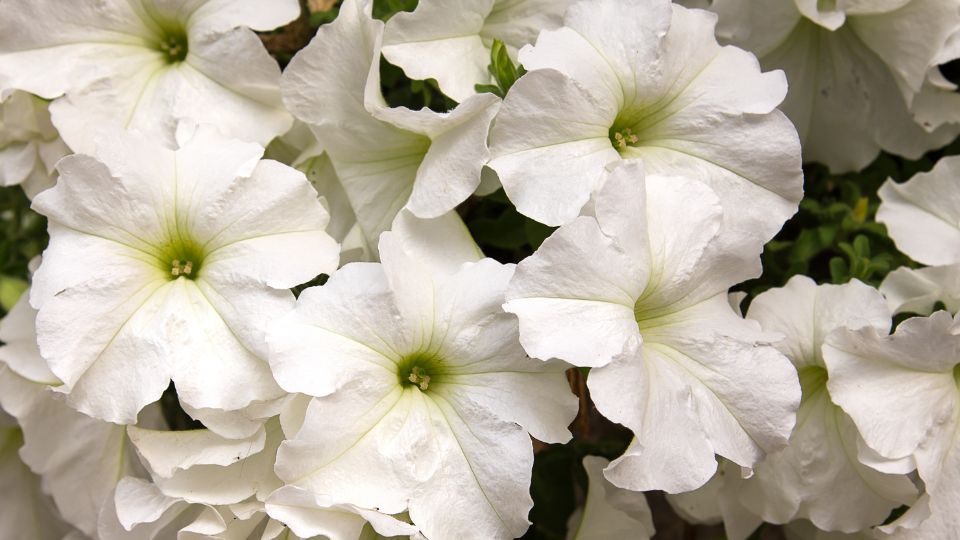 Feher petunia