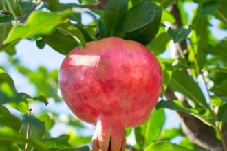 Egy szép, érett gránátalma lóg a zöld levelek között a fán.