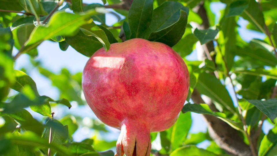 Egy szép, érett gránátalma lóg a zöld levelek között a fán.