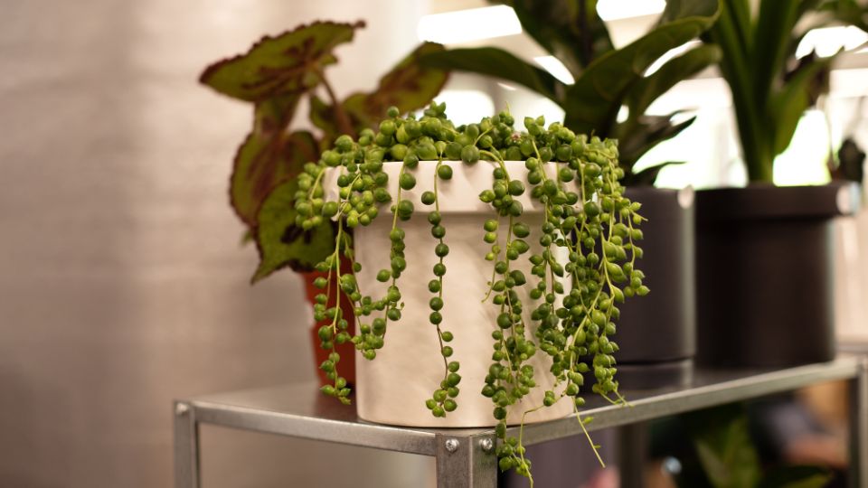 Gyongyfuzer Senecio rowleyanus 1