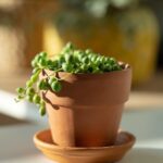Gyongyfuzer Senecio rowleyanus