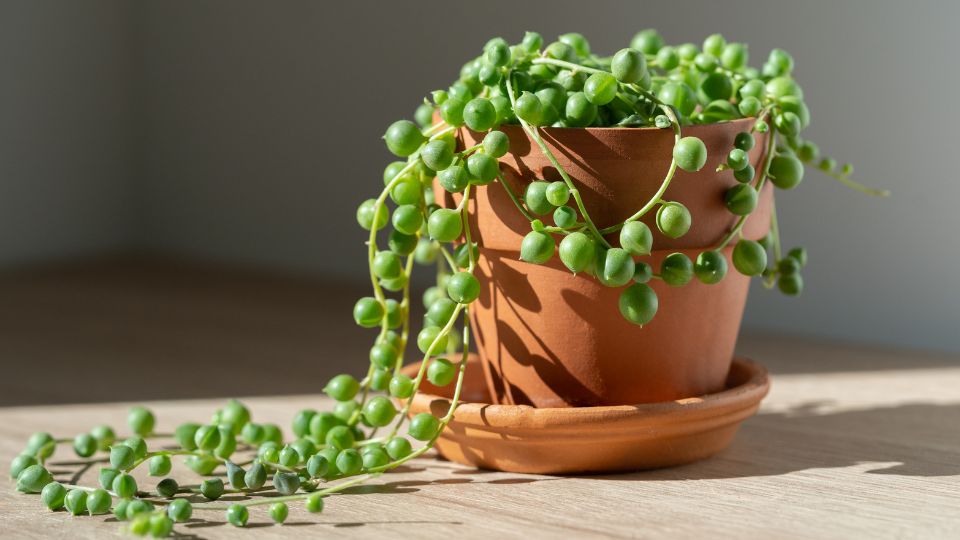 Gyongyfuzer Senecio rowleyanus 2