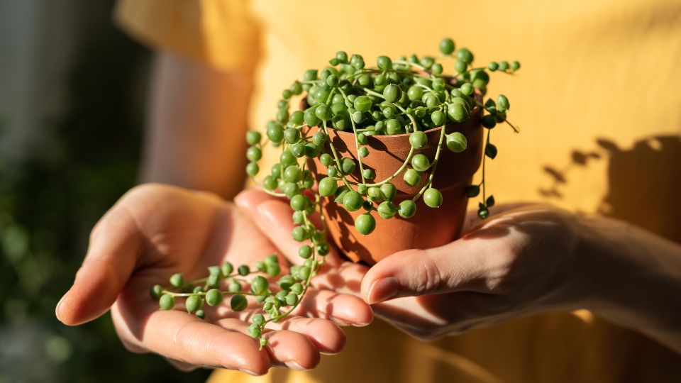Gyongyfuzer Senecio rowleyanus 3