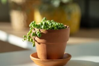 Egy gyönyörű gyöngyfüzér növény terrakotta cserépben, napsütésben.