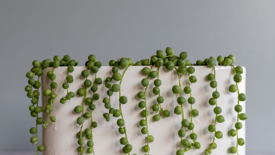 Gyongyfuzer Senecio rowleyanus 4