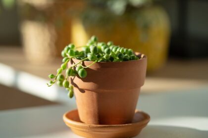 Gyongyfuzer Senecio rowleyanus