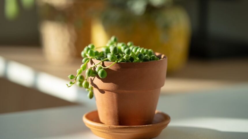Gyongyfuzer Senecio rowleyanus