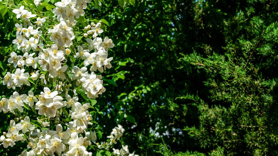 Jezsamen Philadelphus lewisii 1