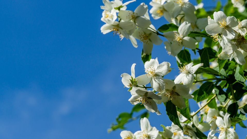 Jezsamen Philadelphus lewisii 2