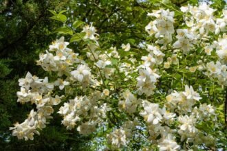 A jezsámen virágzó ága, tele fehér virágokkal és zöld levelekkel.