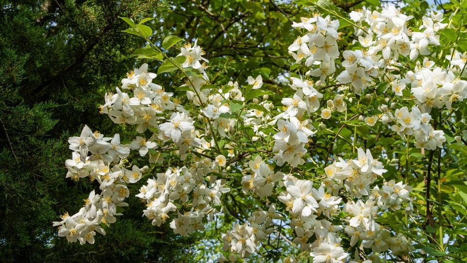 A jezsámen virágzó ága, tele fehér virágokkal és zöld levelekkel.