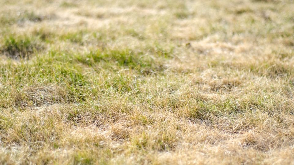 Egy kiszáradt gyep, amelyben néhány zöld fűszál is látható, természetes szépséggel.