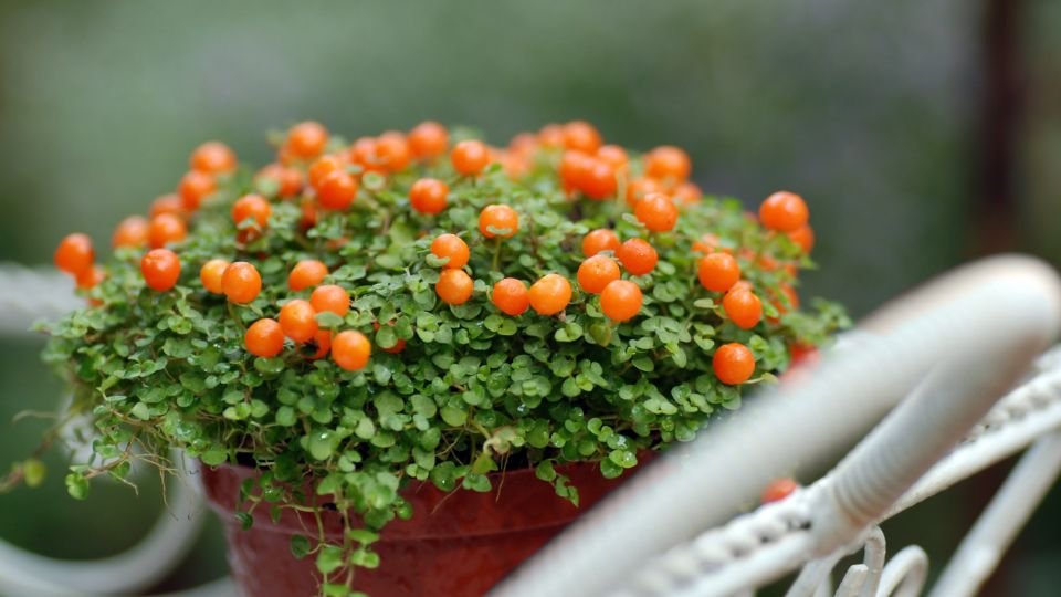 Egy virágcserépben dús zöld növény, tele apró, narancssárga bogyókkal, barátságos kert hangulatot áraszt.