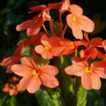 Krosszandra Crossandra infundibuliformis