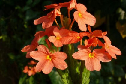 Krosszandra Crossandra infundibuliformis