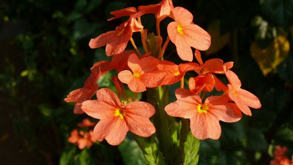 A Krosszandra virág élénk narancssárga szirmokkal díszítve, zöld háttér előtt.