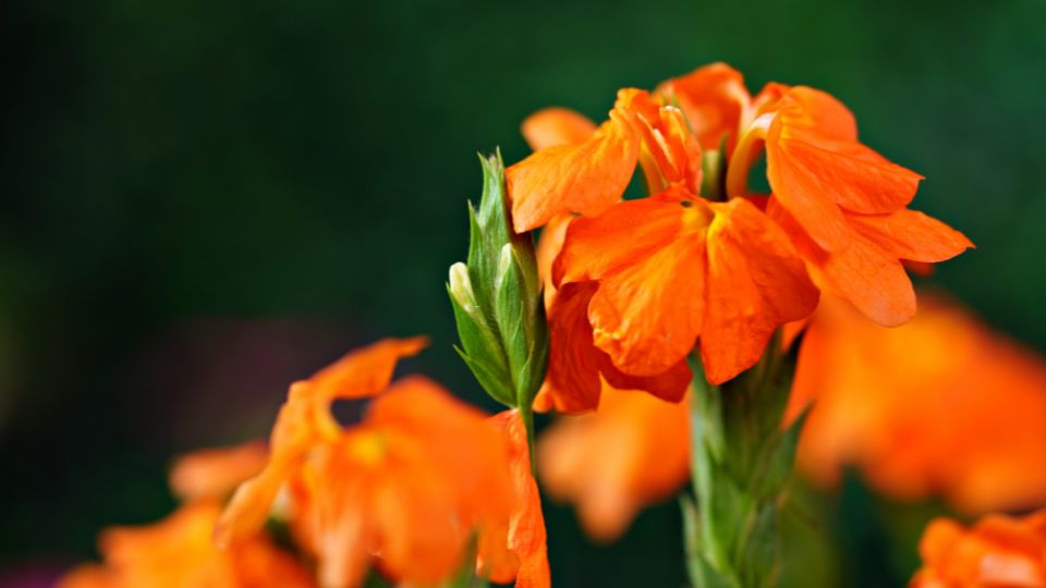 Krosszandra Crossandra infundibuliformis 1
