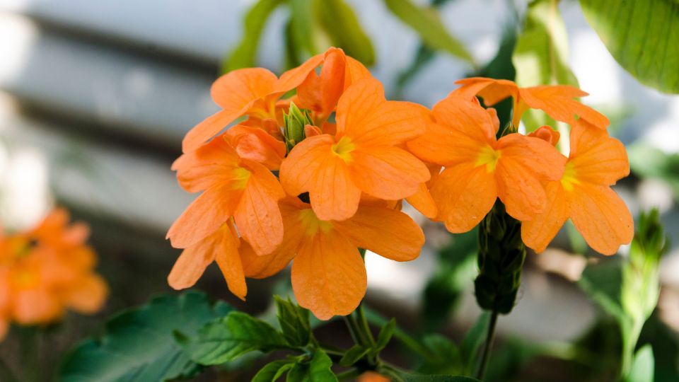 Krosszandra Crossandra infundibuliformis 2