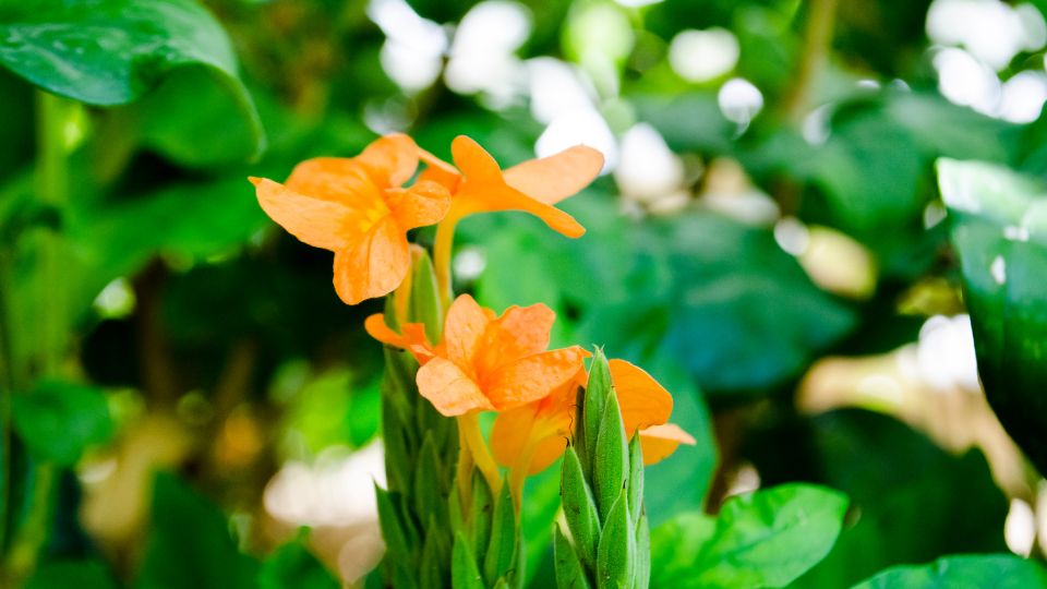 Krosszandra Crossandra infundibuliformis 3