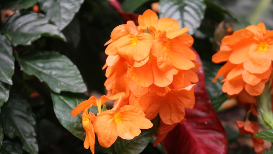 Krosszandra Crossandra infundibuliformis 4 1
