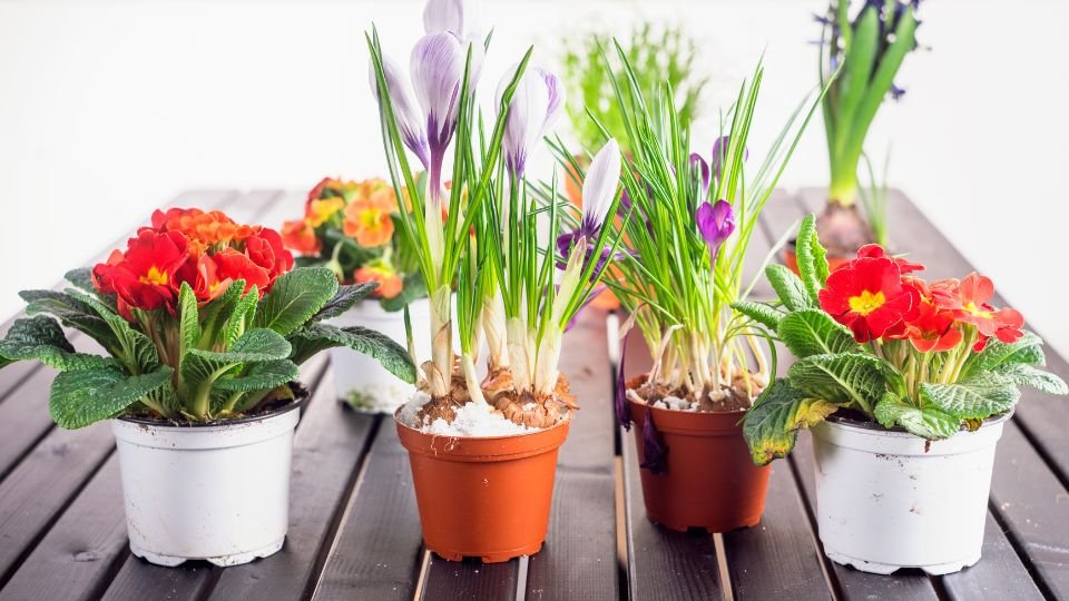 Színes cserepes virágok, mint a krókusz és primula, egy faasztalon.