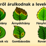 Mirol arulkodnak a levelek