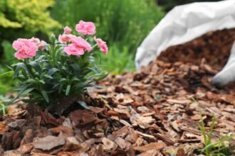 Rózsaszín virágokkal díszített növény mulcsos kertben, zöld háttérrel.