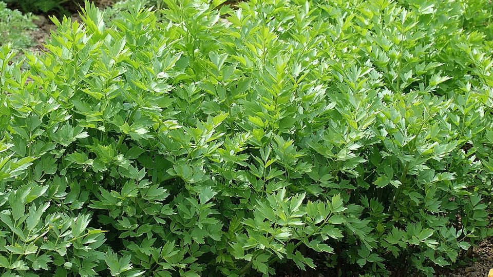Orvosi lestyan Levisticum officinale 1