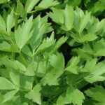 Orvosi lestyan Levisticum officinale