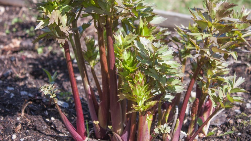 Orvosi lestyan Levisticum officinale 2