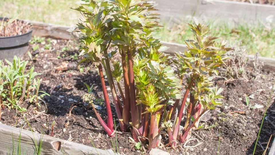 Friss orvosi lestyán a kertben Orvosi lestyán (Levisticum officinale) friss hajtásai egy kertészeti ágyásban.