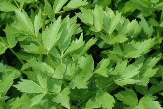 Friss orvosi lestyán levelek zöld háttér előtt, egészséges és ízletes fűszer.