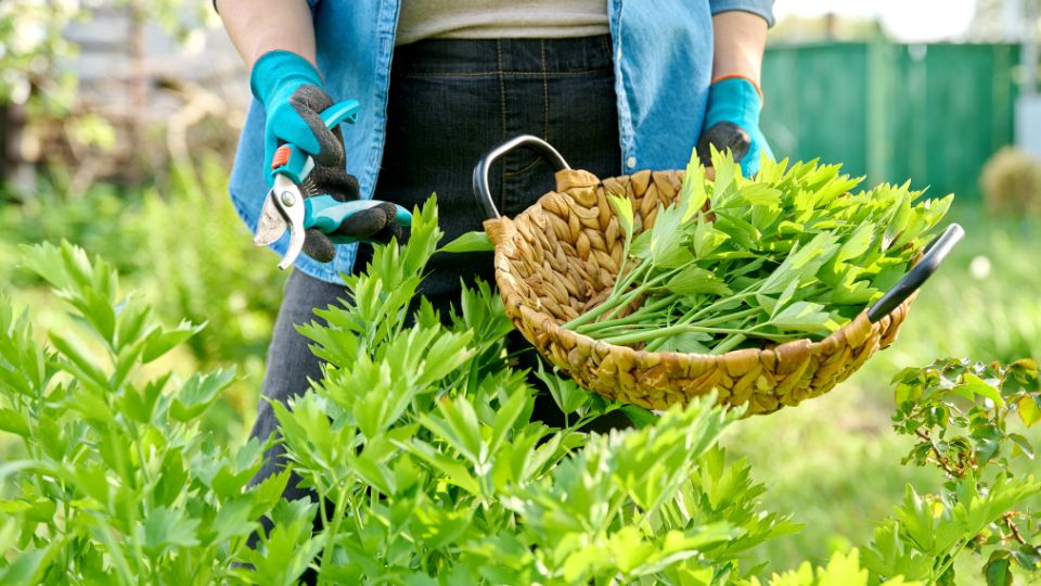 Orvosi lestyan Levisticum officinale 4