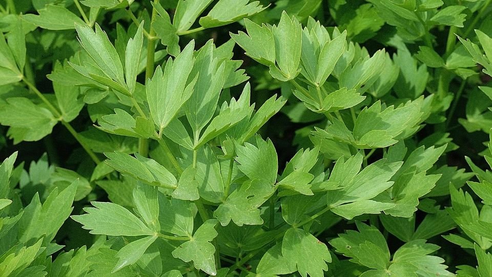 Friss orvosi lestyán levelek zöld háttér előtt, egészséges és ízletes fűszer.