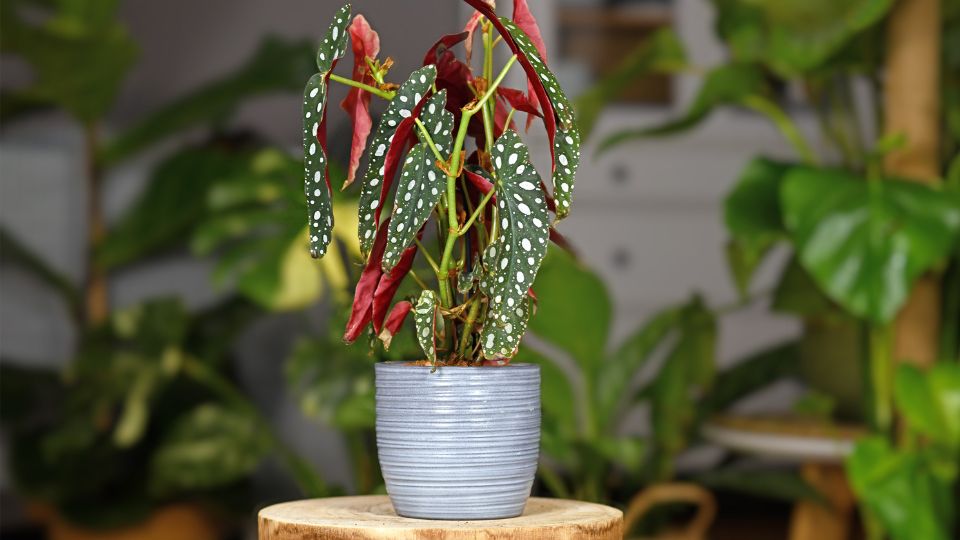 Pöttyös begónia (Begonia Maculata)