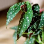 Pottyos begonia Begonia Maculata