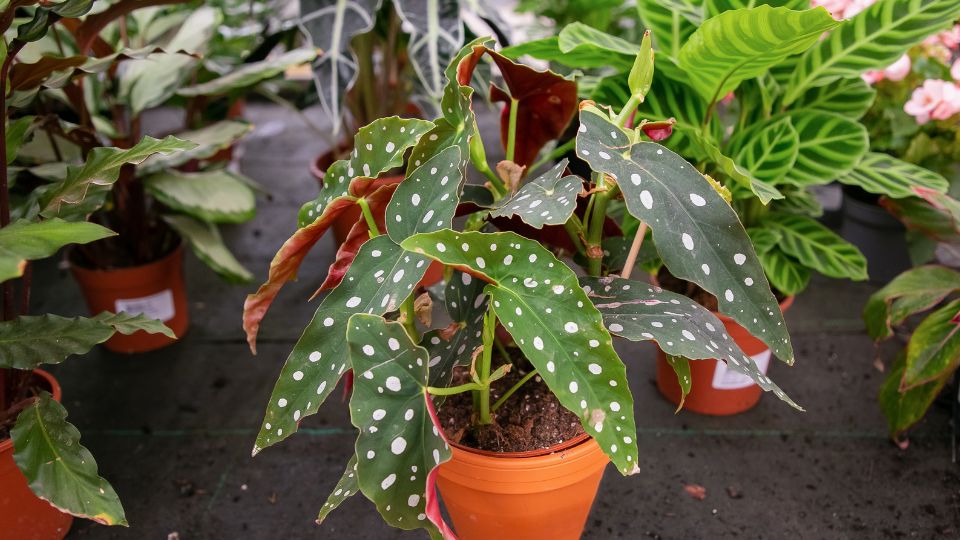 Pöttyös begónia (Begonia Maculata)