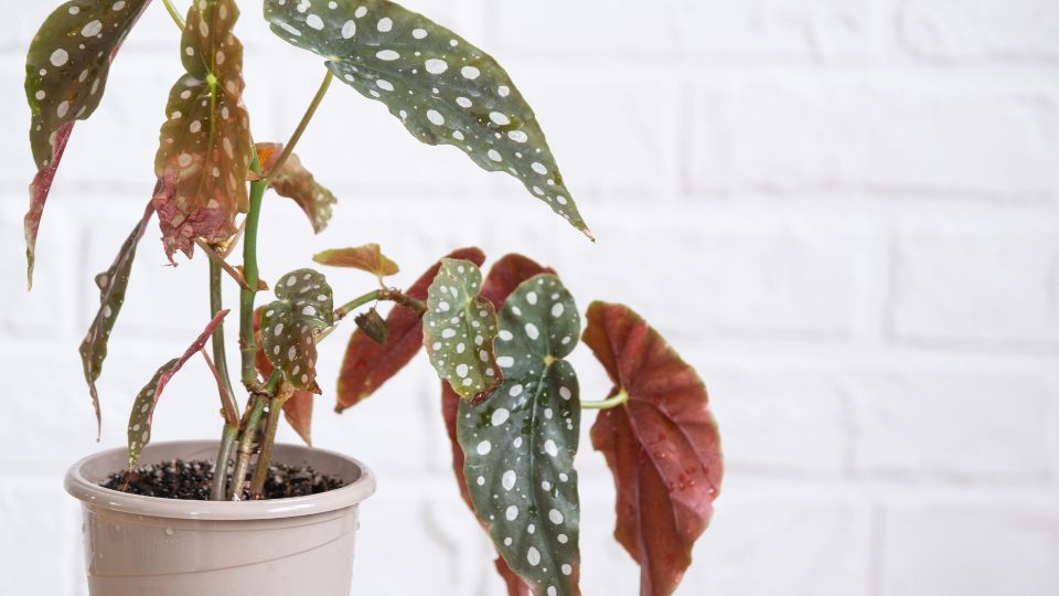 Pöttyös begónia (Begonia Maculata)
