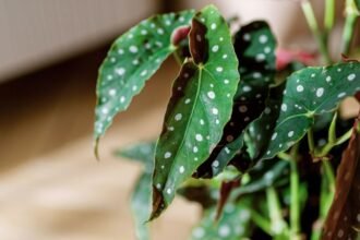 Egy pöttyös begónia levelei, zöld színűek fehér pöttyökkel díszítve, természetes környezetben.