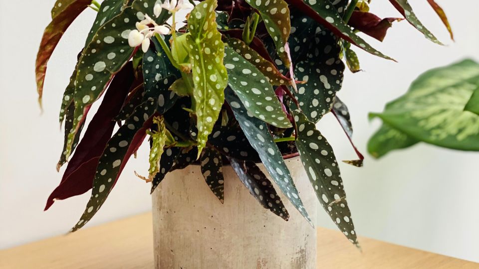 Pöttyös begónia (Begonia Maculata)
