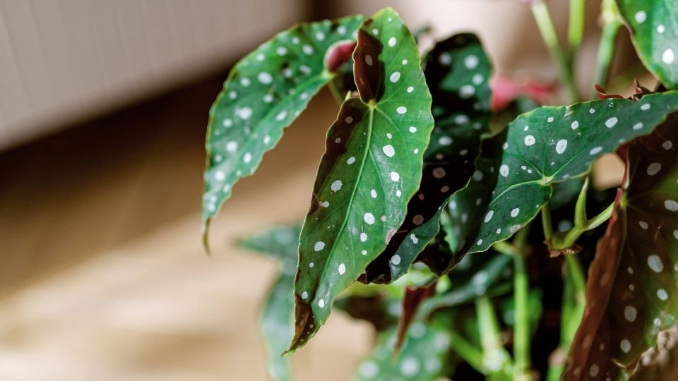 Egy pöttyös begónia levelei, zöld színűek fehér pöttyökkel díszítve, természetes környezetben.