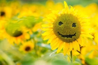 Vidám napraforgó mosolygós arccal egy színes virágoskertben.