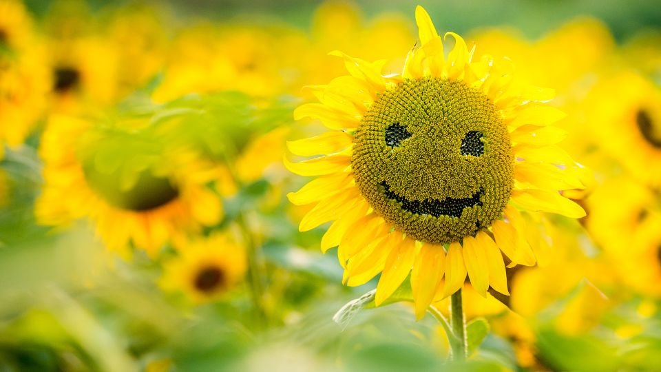 Vidám napraforgó mosolygós arccal egy színes virágoskertben.