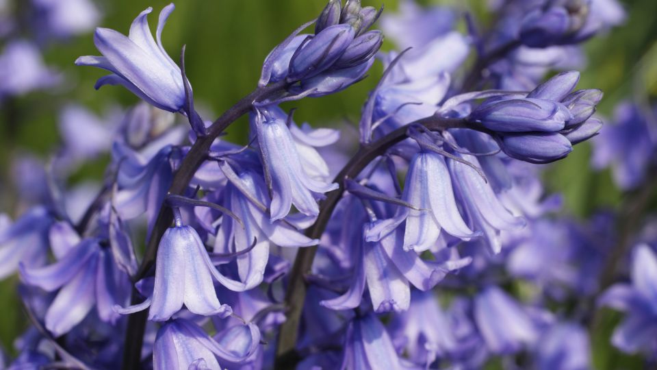 Spanyol Kekcsengo Hyacinthoides hispanica 1