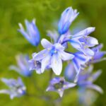 Spanyol Kekcsengo Hyacinthoides hispanica