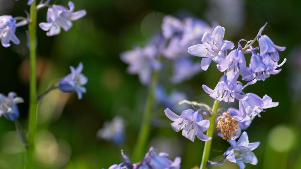 Spanyol Kekcsengo Hyacinthoides hispanica 2