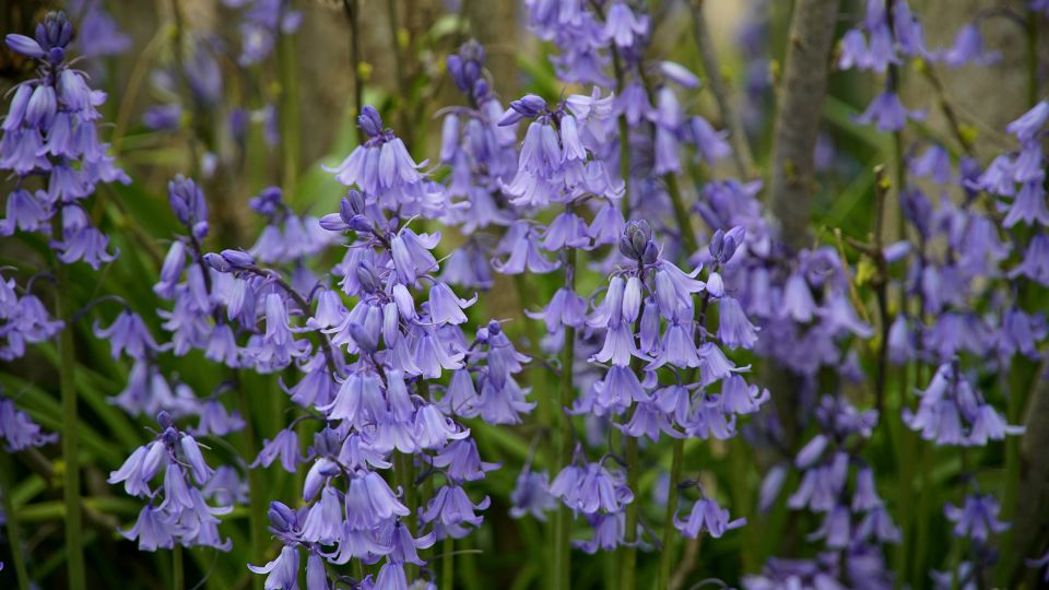 Spanyol Kekcsengo Hyacinthoides hispanica 3